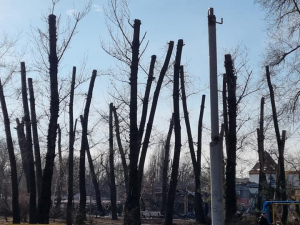 Запоріжці занепокоєні дивною обрізкою дерев у центральному парку - фото