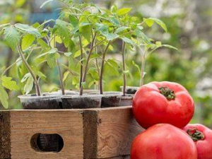 Для рясного врожаю: коли краще саджати томати та як правильно доглядати