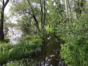 Біля спального мікрорайону Запоріжжя  частина лісового масиву  перетворилася на болото