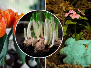  Які квіти та кущі варто садити в березні, фото: ілюстративне