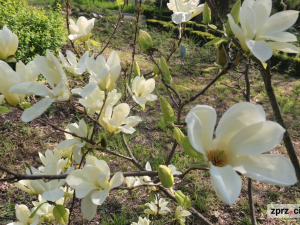 Чому ботанічний сад у Запоріжжі закритий для відвідувань