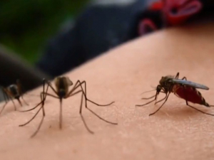 Як захиститися від комарів влітку: найпростіші способи