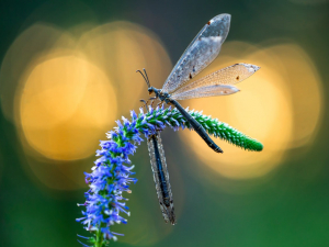 Київські фотохудожники поділяться із запоріжцями барвистими враженнями