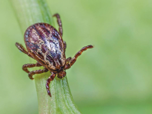 Кліщі активізувалися: у Запоріжжі за тиждень зафіксували нові випадки укусів — куди звертатися по допомогу (відео)