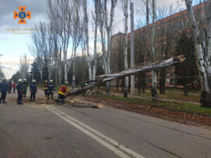 Повалені дерева, пошкоджений автомобіль - що наробила негода у Запоріжжі (фото)