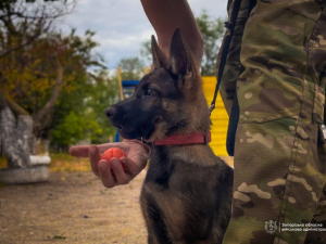 Як під час війни працюють запорізькі кінологи та службові собаки, фото: ЗОДА