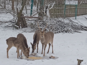 Турбота в морози: як Поліція охорони допомагала диким тваринам пережити холоди (відео)