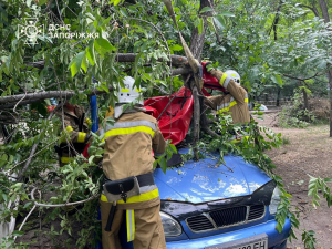 У Запоріжжі дерево впало на машину – знадобилась допомога рятувальників