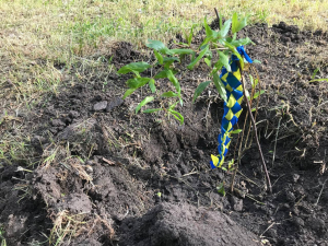 У Запорізькому ботсаду створили нові клумби та алею