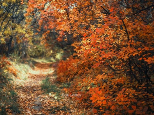 Запорізький фотохудожник зняв яскраву осінь на Хортиці - фото