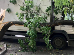 У Запоріжжі вантажівка знесла дерево - фото