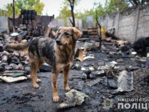 У поліції повідомили причину жахливої пожежі притулку під Запоріжжям, під час якої загинули тварини - фото