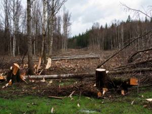 Браконьєри орудували у Запорізькому районі – екологи виявили вирубку (фото)