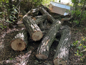Незаконна вирубка – у Михайлівській громаді Запорізького району розшукують «чорного» лісоруба (фото)