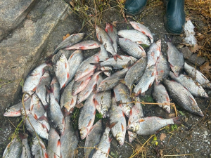 Захопились рибалкою - у Запоріжжі троє чоловіків перевищили дозволену норму вилову (фото, відео)