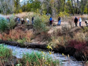 Бузок рятує береги — у Запоріжжі висадили рослини, щоб укріпити береги річки Суха (фото)