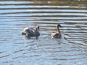 Лебеді оселилися у Дубовому гаю – у Запоріжжі у водойму випустили двох нових пернатих мешканців (фото, відео)