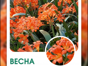 Клівія в запорізькому ботсаду 