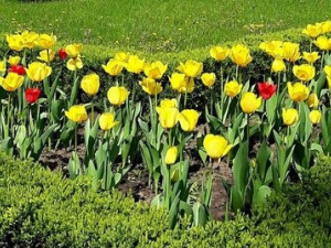 У центрі Запоріжжя доглядають за квітами, якими всі можуть помилуватись - фото