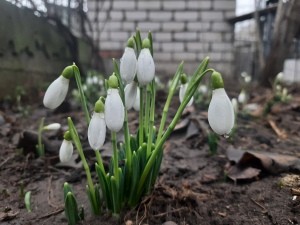 У Запоріжжі розквітли перші підсніжники - фото