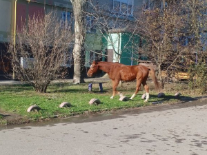 Злякалися та втекли: коней із Запоріжжя, що стали зірками соцмереж, повернули господарям - фото, відео