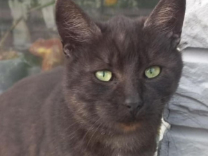 Відомий запорізький притулок, який рятує тварин під час війни, на понад добу залишився без електрики - просять про допомогу