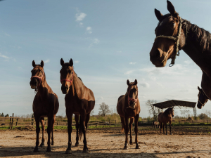 Фронт поруч - із Запорізького району евакуюють унікальних коней (відео)