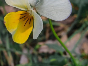 У Запоріжжі на Хортиці розцвіли квіти - фото