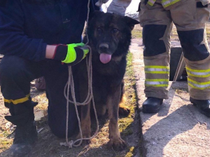 Впав у підвал недобудови - у Запорізькому районі врятували песика (фото)