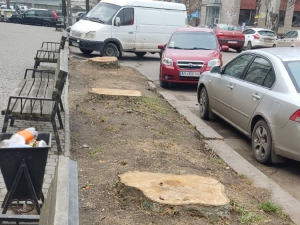 У Запоріжжі вирубали цілу алею тополь - чи законно це