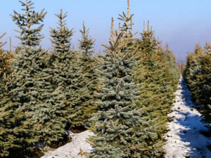 У Запоріжжі посилюють охорону ялинок - що загрожує порушникам