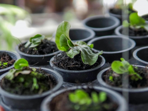 Які овочі та зелень запорізьким городникам варто висадити в березні, фото: ілюстративне 