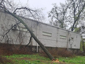 Спиляли й зникли: у Запоріжжі мешканці зафіксували вирубку дерев (фото)