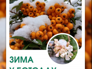 Новорічні фотозони серед тропіків - у ботанічному саду Запоріжжя відкрили святкові локації (відео)