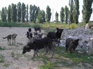 Страшно виходити на вулицю: окупований Мелітополь заполонили зграї бродячих собак - відео