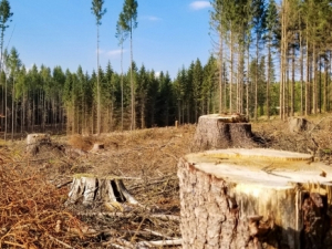 Як житель Мелітопольського району допомагав окупантам знищувати ліс - подробиці