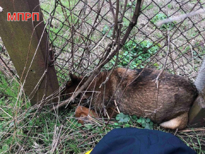 У Запорізькому районі собака потрапив у браконьєрську пастку - на місце викликали рятувальників