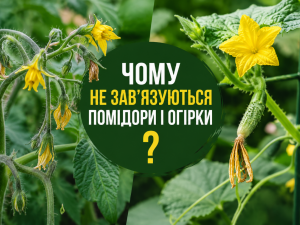 Чому не зав’язуються помідори і огірки: основні причини та як виправити проблему