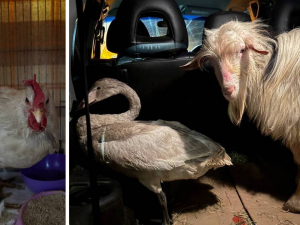 Ризикувала заради порятунку: волонтерка вивезла із Запорізької області рідкісного птаха та ще двох тварин (фото)