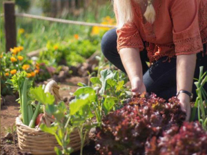 Основні роботи на городі у серпні - поради, фото: ілюстративне