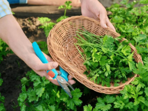 Яку зелень можна сіяти вже у березні, фото: ілюстративне 