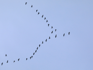 Мігруючі птахи над Дніпром - як Хортиця стає важливою зупинкою для пернатих мандрівників (фото)