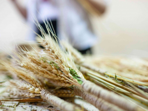 Різдвяна магія - у запорізькому ком’юніті-центрі «Опліч Хаб» відбувся майстер-клас з етнотерапії