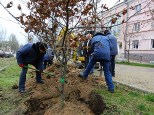 Біля запорізького університету висадили алею червоних дубів — фото