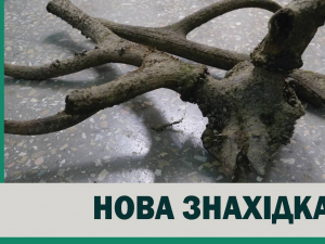 Мешкали на Хортиці понад три століття тому - мешканець Запоріжжя знайшов на узбережжі роги благородного оленя (фото)