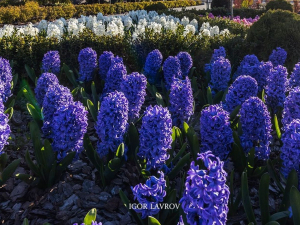 Аромат гіацинтів - це щось неймовірне: де у Запоріжжі можна помилуватись цими квітами (фото)