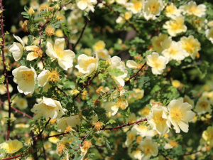 У запорізькому ботанічному саду квітнуть золоті троянди - фото, відео