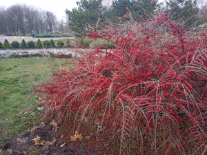 У Запоріжжі зима почнеться з туману - прогноз погоди на перші дні грудня