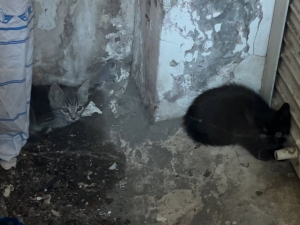 Дістали з пастки — у Запоріжжі врятували кошенят, які кілька днів провели у закритій ямі (фото)