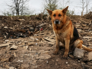«Не можу залишити під обстрілами» - мешканка Запорізької області ризикувала життям заради своїх тварин